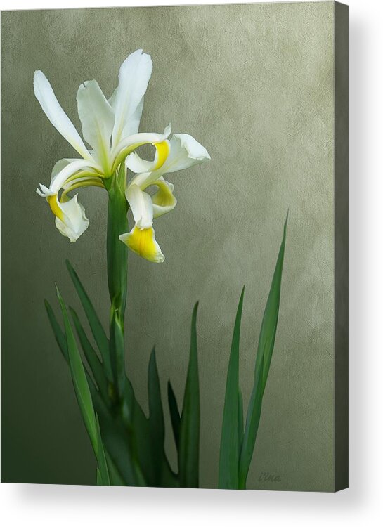 White Iris Acrylic Print featuring the mixed media Renewal by I'ina Van Lawick