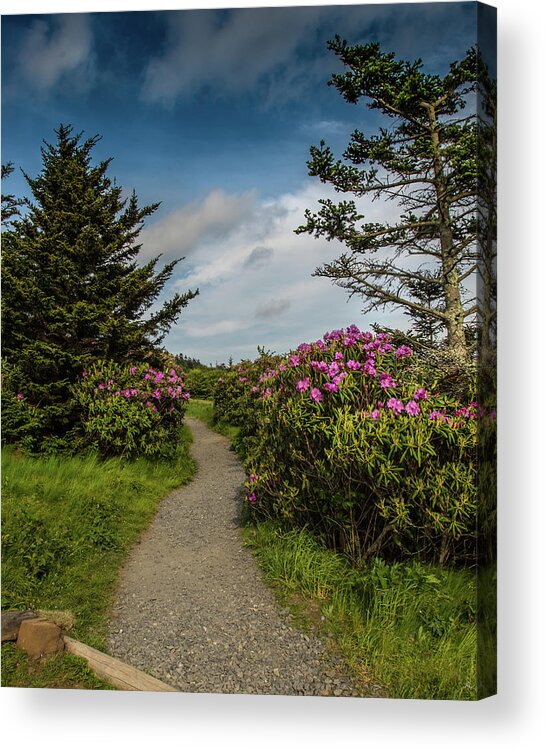 Adventure Acrylic Print featuring the photograph Rhododendron Line the Trail by Kelly VanDellen