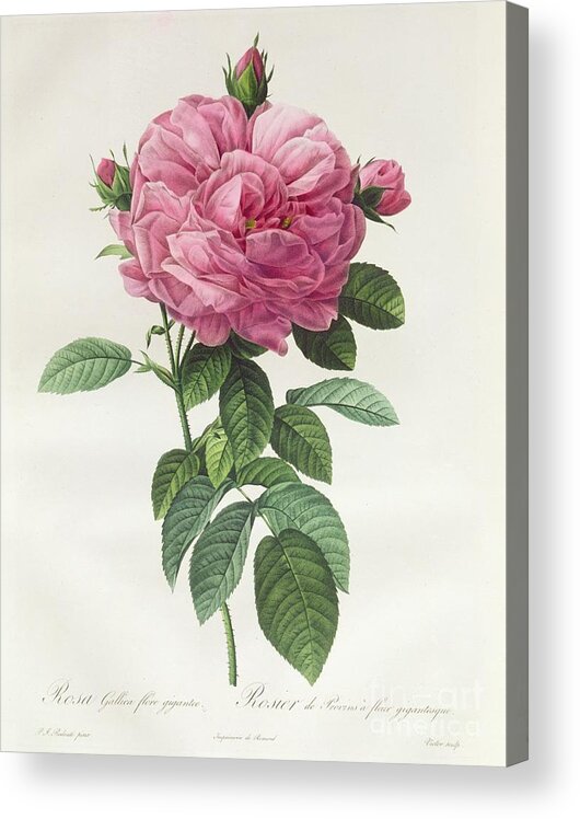 Rosa Acrylic Print featuring the drawing Rosa Gallica Flore Giganteo by Pierre Joseph Redoute