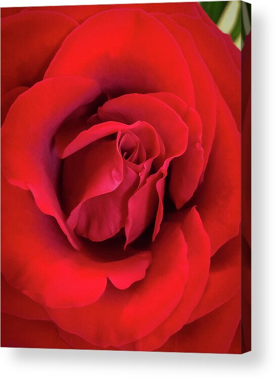 Art Acrylic Print featuring the photograph Rose Red 4 by Ronda Broatch