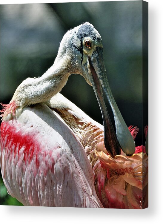 Bird Acrylic Print featuring the photograph Roseate Spoonbill by Donna Proctor