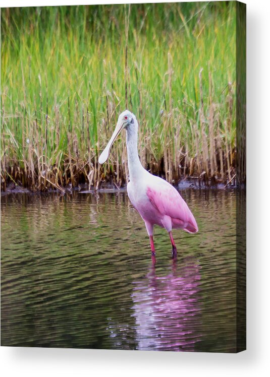 Wildlfe Acrylic Print featuring the photograph Roseate Spoonbill by Patricia Schaefer