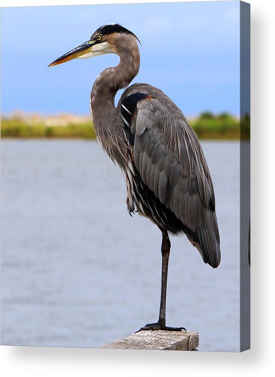 Liza Acrylic Print featuring the photograph Royal Blue Heron by Larry Beat