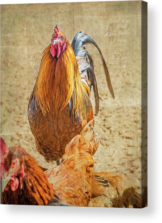 Chicken Acrylic Print featuring the photograph Ruler of the Roost by Jennifer Grossnickle