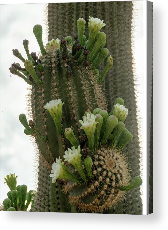 Wickenburg Acrylic Print featuring the photograph Saguaro buds and blooms by Gaelyn Olmsted
