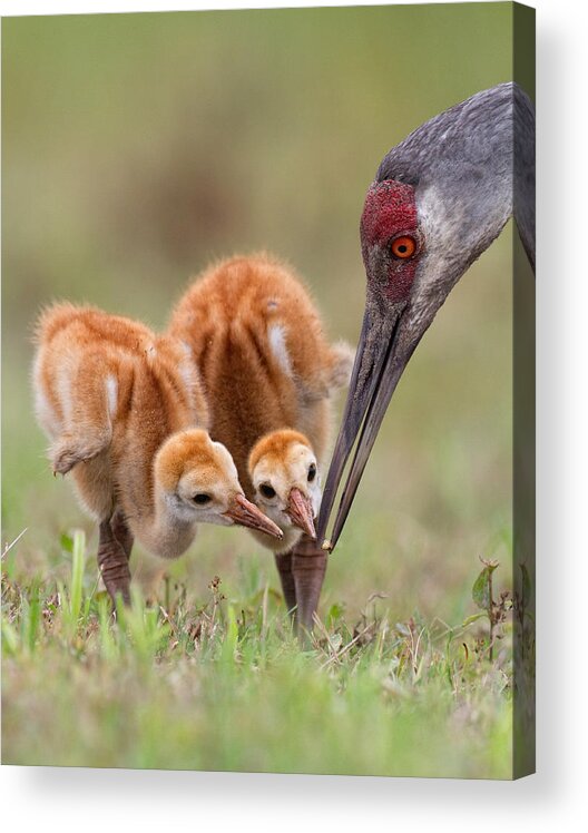 Sandhillcrane Acrylic Print featuring the photograph Sandhill Crane With Chicks by Alfred Forns