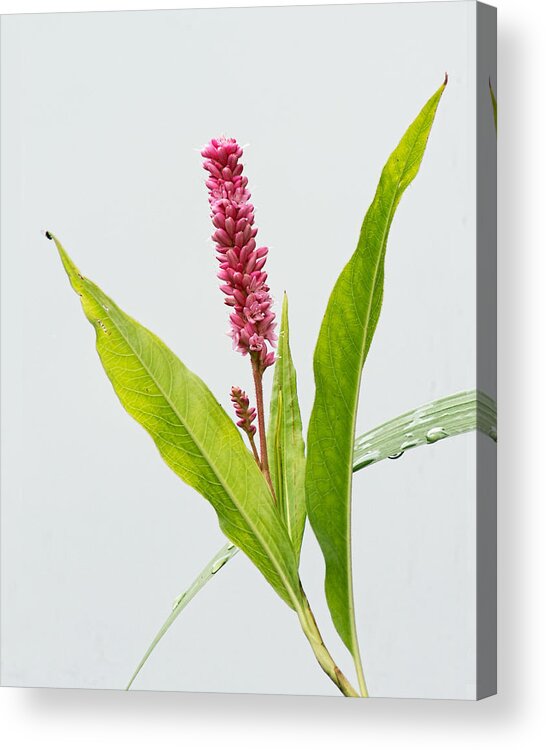 Smartweed Acrylic Print featuring the photograph Scarlet Smartweed by Jim Zablotny