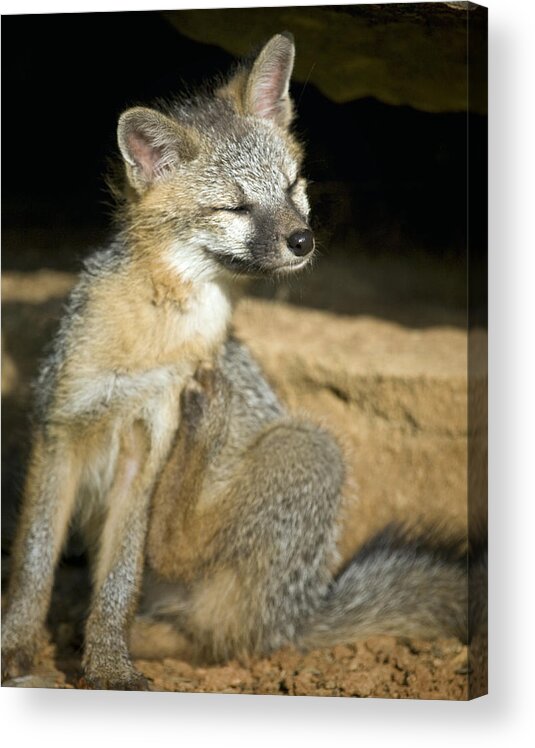 Gray Fox Acrylic Print featuring the photograph Scratching Gray Fox by Michael Dougherty