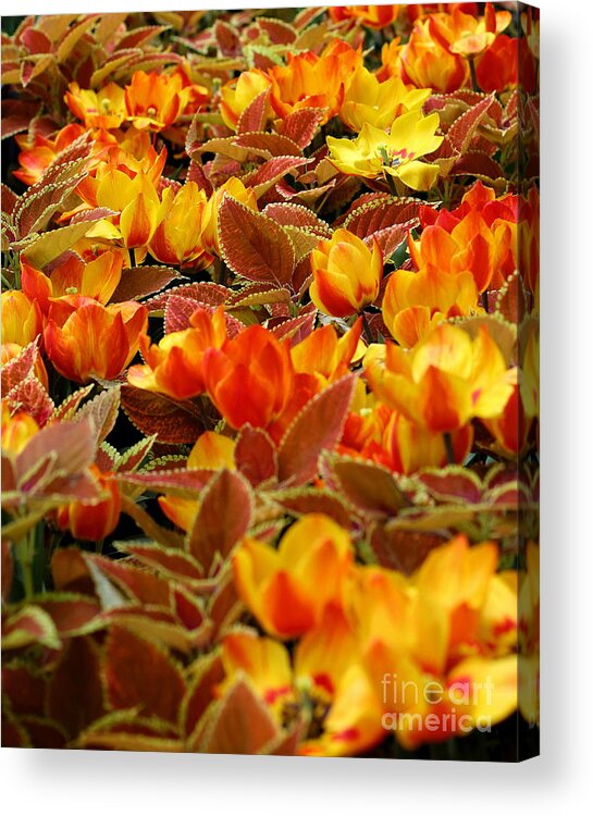 Acrylic Print featuring the photograph Sea of Bright Orange Coleus by Angela Rath
