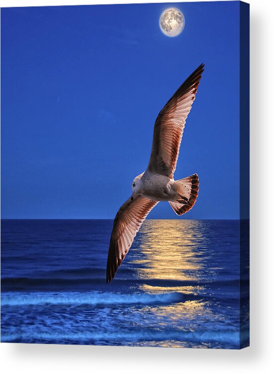 Seagull Acrylic Print featuring the photograph Seagull in the moonlight by Peg Runyan