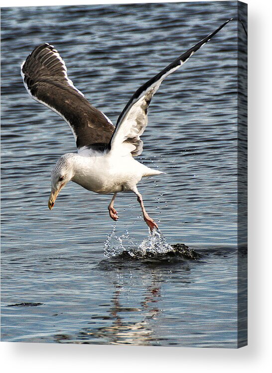 Wildlife Acrylic Print featuring the photograph Seagull Water Dance by William Selander