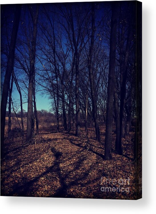 Midwest Acrylic Print featuring the photograph Shadows and Trees Landscape by Frank J Casella