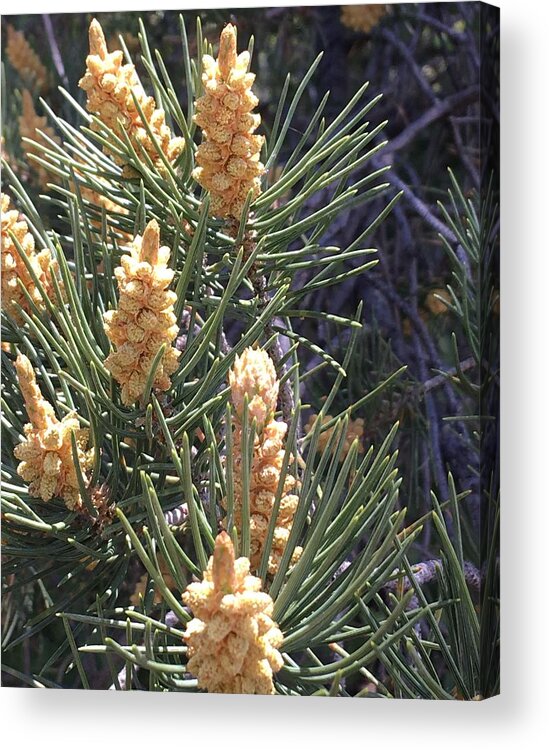 Pine Acrylic Print featuring the photograph Shaking in the Pines by Pamela Henry