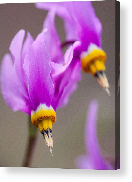 Shooting Star Acrylic Print featuring the photograph Shooting Stars by Katie LaSalle-Lowery