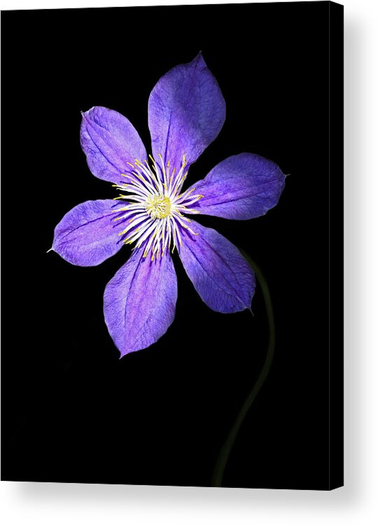 Blue Clematis Flower Acrylic Print featuring the photograph Show Time by Marina Kojukhova