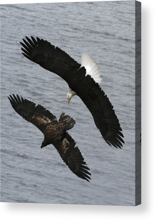 Eagles Acrylic Print featuring the photograph Side by Side Eagles NW3074 by Mary Gaines