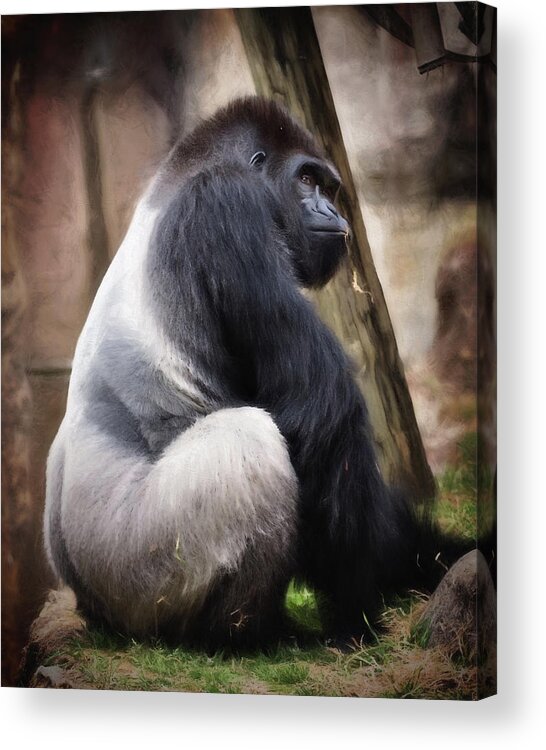 Adult Acrylic Print featuring the photograph Silverback by Lana Trussell