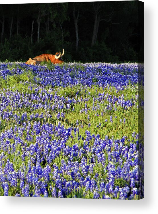 Cow Acrylic Print featuring the photograph Sleeping Longhorn in Bluebonnet Field by Ted Keller