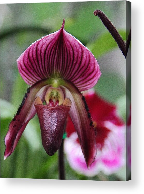 Orchid Acrylic Print featuring the photograph Slipper Orchid by Allen Nice-Webb