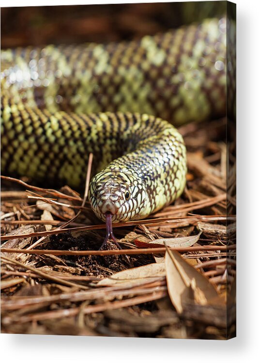 Nature Acrylic Print featuring the photograph Slither Snake by Arthur Dodd