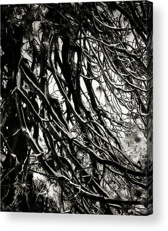 Pine Acrylic Print featuring the photograph Snow on Pine Boughs by Timothy Bulone