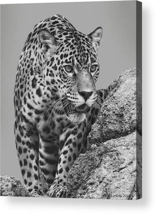 Jaguar Acrylic Print featuring the digital art South American Cat by Larry Linton