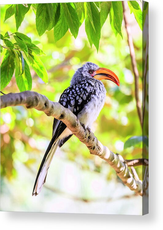 Hornbill Acrylic Print featuring the photograph Southern Yellow billed Hornbill by Alexey Stiop