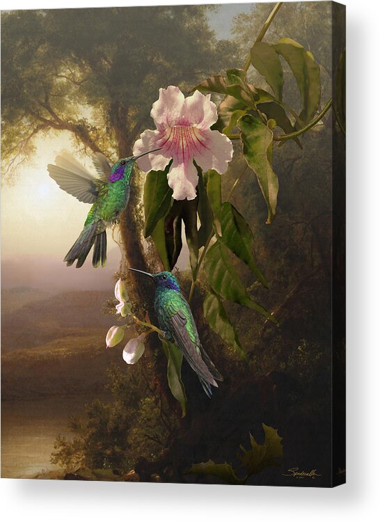 Birds Acrylic Print featuring the digital art Sparkling Violetear Hummingbirds and Trumpet Flower by M Spadecaller