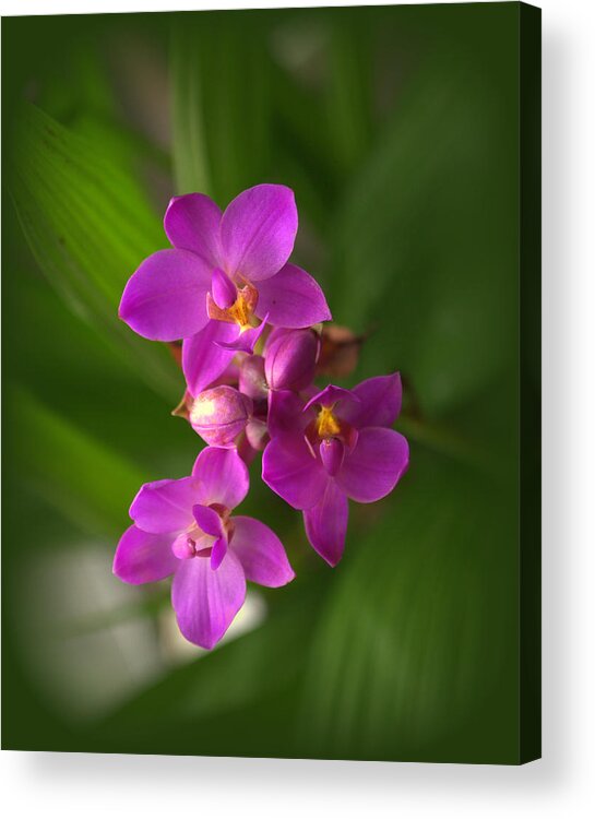 Plant Acrylic Print featuring the photograph Spathoglottis Orchid Flower by Nathan Abbott