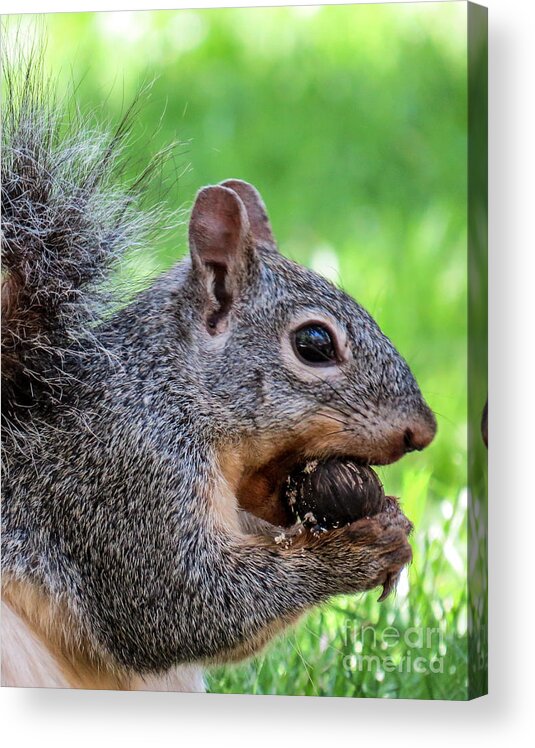 Outdoors Acrylic Print featuring the photograph Squirrel 1 by Christy Garavetto