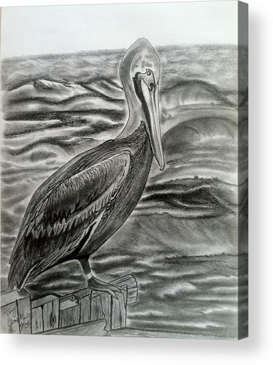 Pelican Acrylic Print featuring the drawing Storm Watcher by Tony Clark