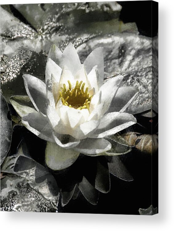 Water Lily Acrylic Print featuring the digital art Strokes of the Lily by JGracey Stinson