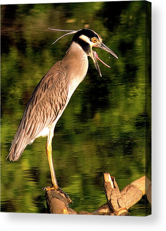 Birds Acrylic Print featuring the photograph Success by Jean Noren