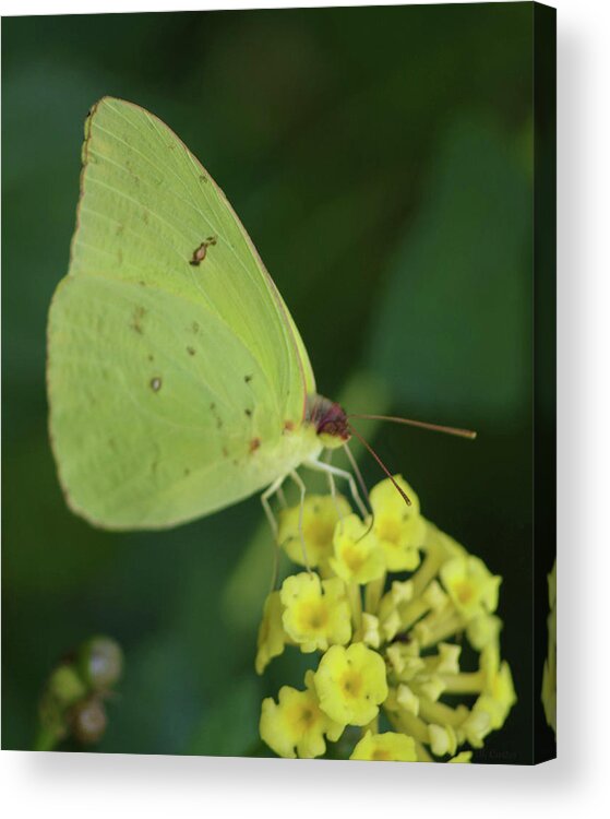 Nature Acrylic Print featuring the photograph Sulphur-Mimosa by Bess Carter
