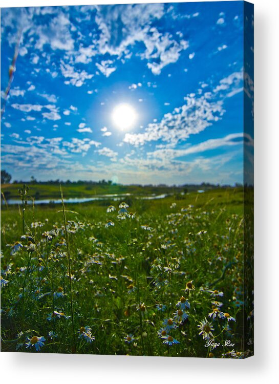 Weeds Acrylic Print featuring the photograph Sun Daisy's by Jana Rosenkranz