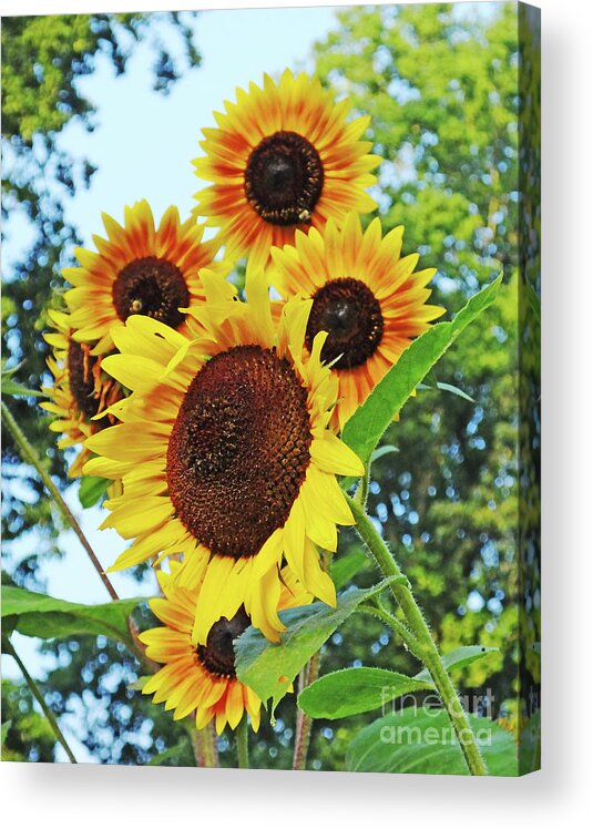Summer Acrylic Print featuring the photograph Sunflower 46 by Lizi Beard-Ward