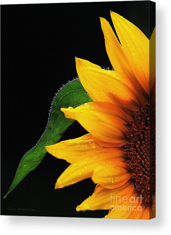 Sunflower Acrylic Print featuring the photograph Sunflower by Clare VanderVeen