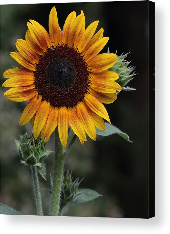 Sunflower Acrylic Print featuring the photograph Sunflower by John Moyer