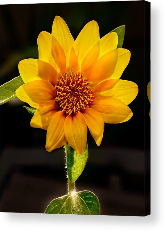 Sunflower Photo Acrylic Print featuring the photograph Sunflower Sunbeam Print by Gwen Gibson