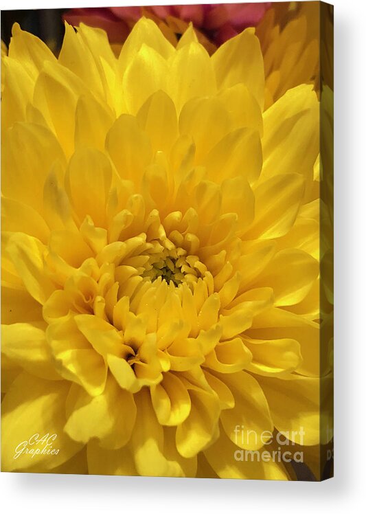 Flower Acrylic Print featuring the photograph Sunshine Chrysanthemum by CAC Graphics