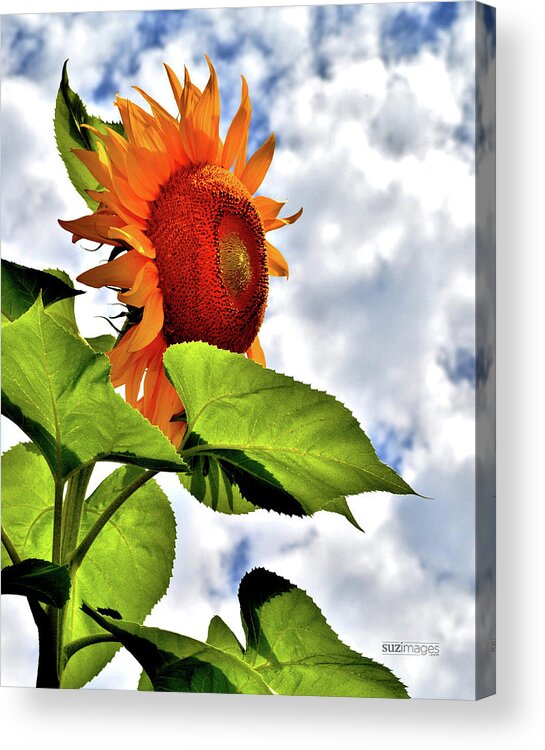 Sunflowers Acrylic Print featuring the photograph Sunshine on a Cloudy Day by Susie Loechler