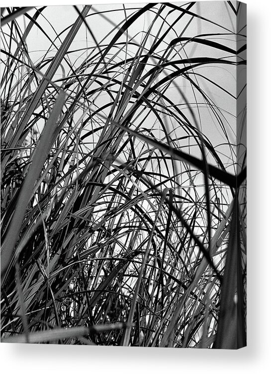 Abstract Acrylic Print featuring the photograph Tangled Grass by Sue Capuano