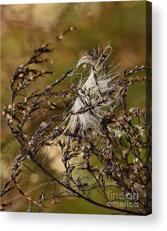 Tangles Puff Acrylic Print featuring the photograph Tangled Puff by Lisa Renee Ludlum