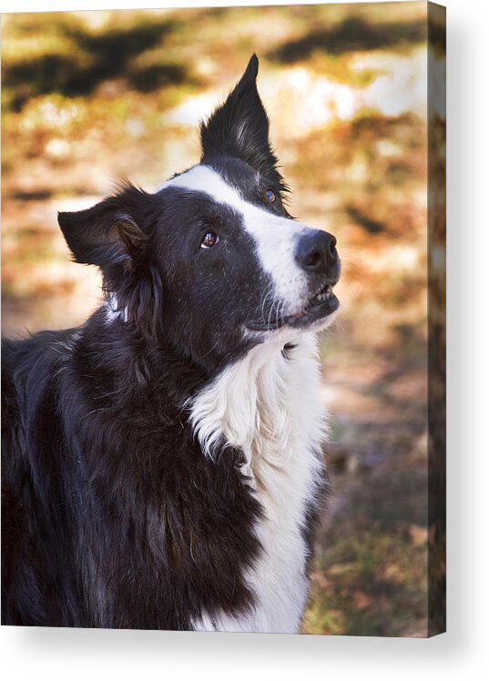 Border Collie Acrylic Print featuring the photograph Tessie 8 by Rich Franco