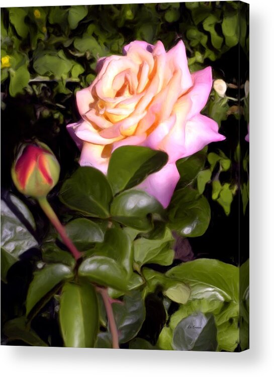 Rose Classic Oil Painting Acrylic Print featuring the painting The Beauty of Peace by Liz Evensen