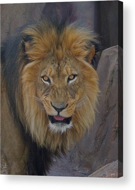 Lion Acrylic Print featuring the photograph The Lion Dry Brushed by Ernest Echols