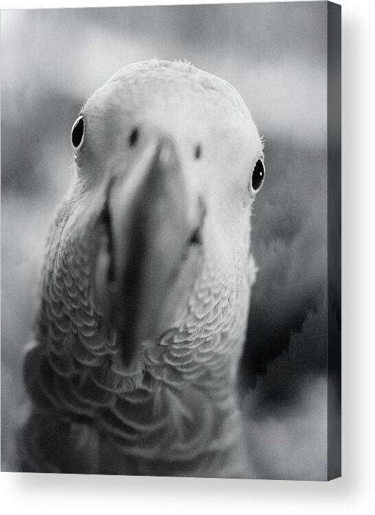 African Grey Acrylic Print featuring the photograph Those Eyes by Jennifer Grossnickle