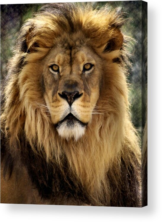 Lion Acrylic Print featuring the photograph Thy Kingdom Come by Linda Mishler