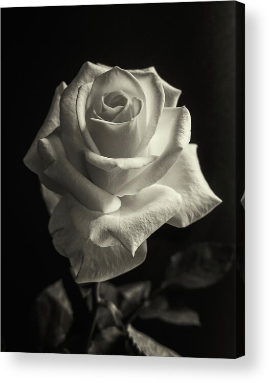 Rose Acrylic Print featuring the photograph Tinted Rose by Jeff Townsend