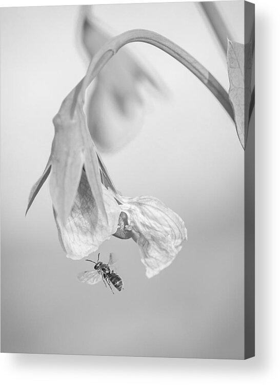 Tiny Bee Acrylic Print featuring the photograph Tiny Bee Around Tiny Pea by Len Romanick